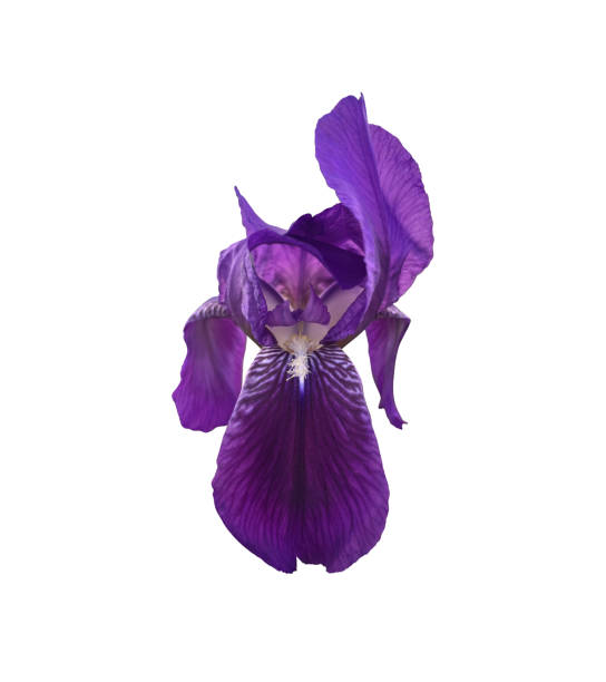 Iris bright violet garden flower, plant close-up, cutout object with clipping path object, floral element of design, decor