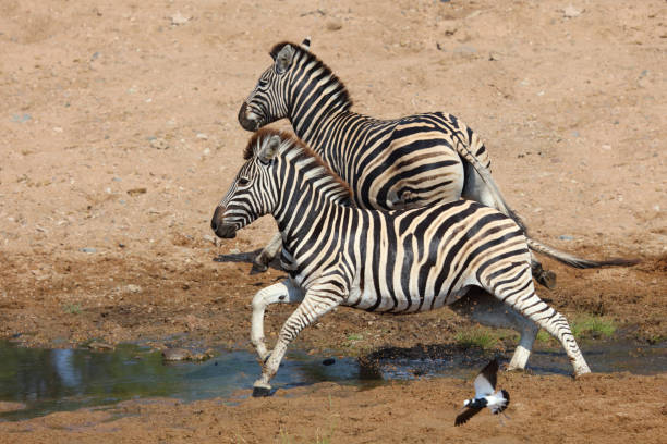 istock Steppenzebra / Burchell's zebra / Equus quagga burchellii 2198795822