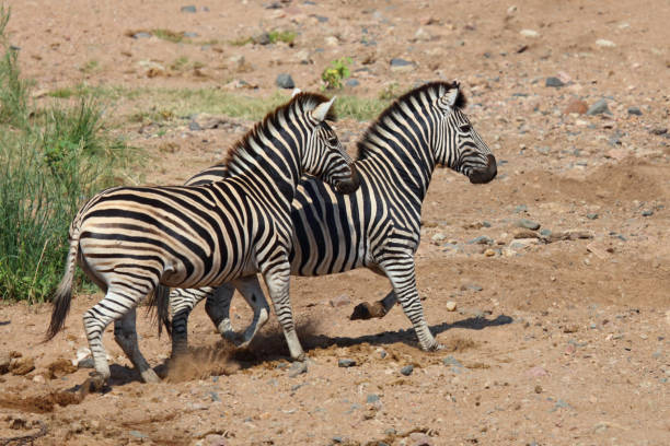 istock Steppenzebra / Burchell's zebra / Equus quagga burchellii 2198796052