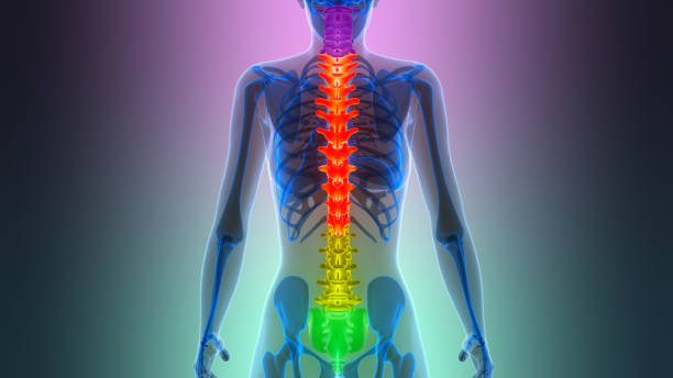 istock Spinal Cord Vertebral Column of Human Skeleton System Anatomy 2198796528