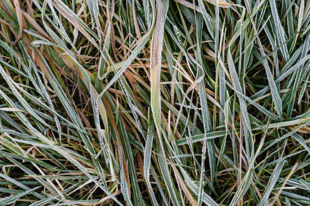 A detailed close-up of frost-covered grass blades, capturing the delicate icy patterns formed by the cold winter morning. The natural textures and muted tones highlight the serene beauty of the season.