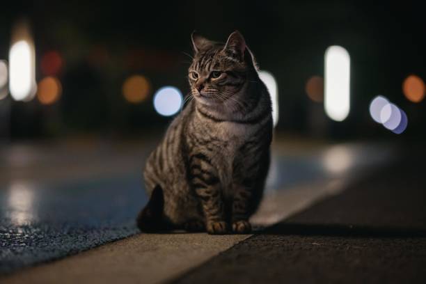 istock a tabby cat in the night 2198797136