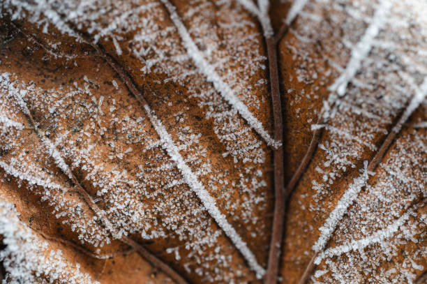 A close-up of a brown leaf covered in intricate frost patterns, showcasing the delicate beauty of winter. The icy textures and natural tones create a serene and detailed seasonal image.