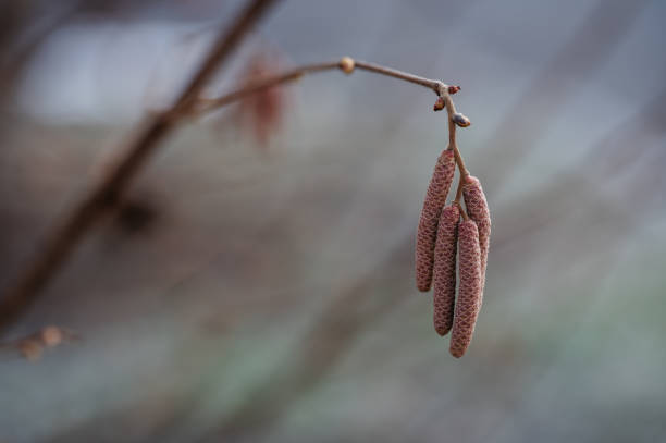 A detailed close-up of hazel catkins hanging delicately from a branch, signaling the transition from winter to early spring. The soft background enhances the focus on the intricate textures of the catkins.