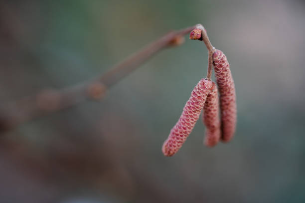 A detailed close-up of hazel catkins hanging delicately from a branch, signaling the transition from winter to early spring. The soft background enhances the focus on the intricate textures of the catkins.