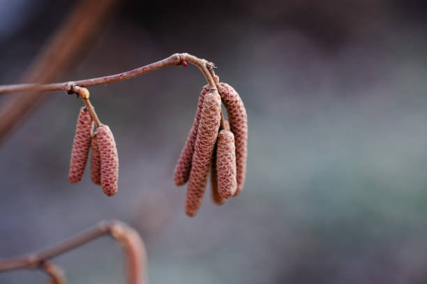 A detailed close-up of hazel catkins hanging delicately from a branch, signaling the transition from winter to early spring. The soft background enhances the focus on the intricate textures of the catkins.