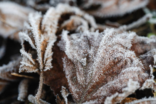 istock Frost-covered brown leaf in winter close-up 2198797160