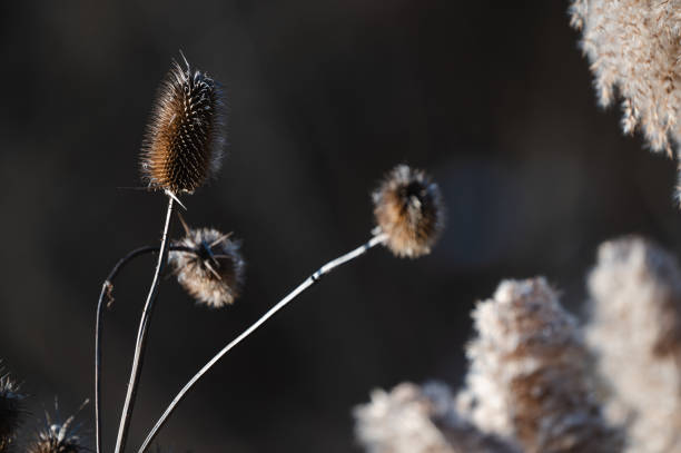 Beautiful melancholy close-up of a spring plant silhouette. Spiny leaves. Abstract romantic detail. Fragile white natural beauty. Selective focus