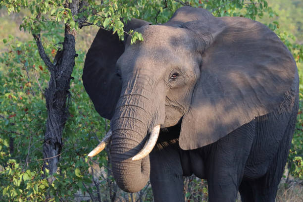 istock Afrikanischer Elefant / African elephant / Loxodonta africana 2198798202