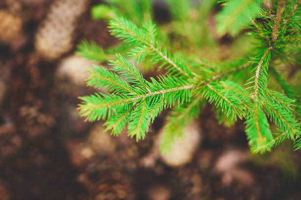 istock Green pine branch close up with soft needles and pinecones in a natural setting during daylight 2198798304