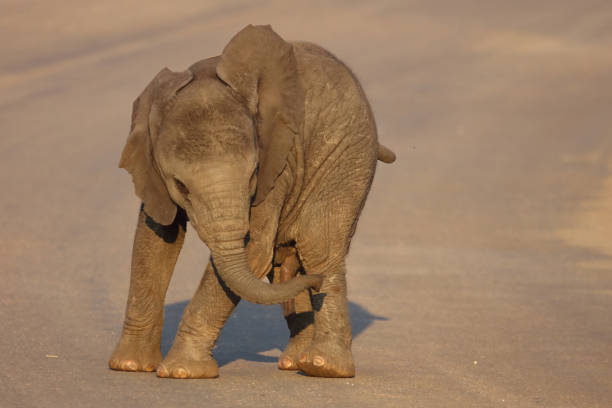 Afrikanischer Elefant / African elephant / Loxodonta africana