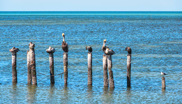 istock pelican and cormoran ducks share a pier. 2198798673