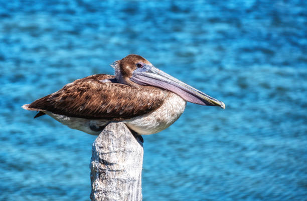 istock A Brown Pelican perches on a dock piling. 2198798680