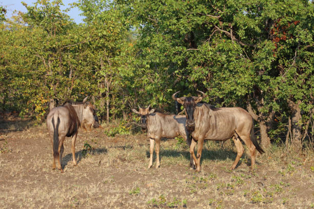 istock Streifengnu / Blue wildebeest / Connochaetes taurinus 2198798800