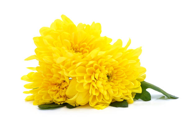Chrysanthemum in macro