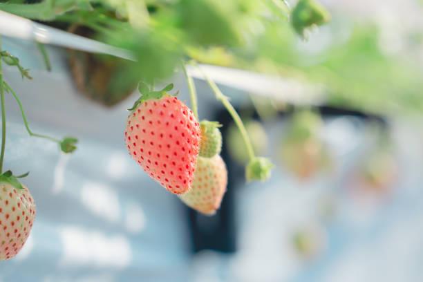 Picking strawberries in a greenhouse in Chiba