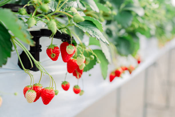 istock Picking strawberries in a greenhouse in Chiba 2198801312