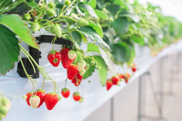 istock Picking strawberries in a greenhouse in Chiba 2198801314