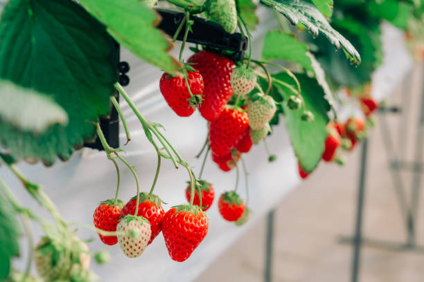 istock Picking strawberries in a greenhouse in Chiba 2198801324