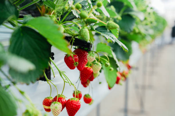 istock Picking strawberries in a greenhouse in Chiba 2198801327