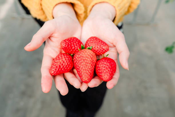Picking strawberries in a greenhouse in Chiba