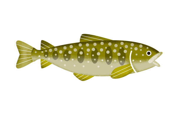 istock Icon illustration of a mountain stream fishing fish “Char” 2198801402