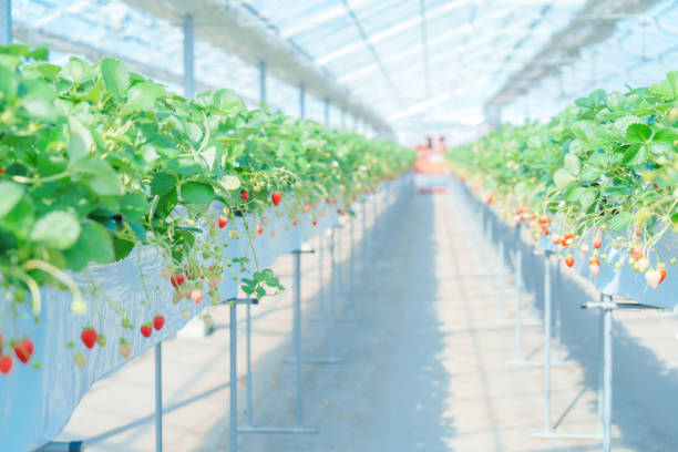 istock Picking strawberries in a greenhouse in Chiba 2198801443