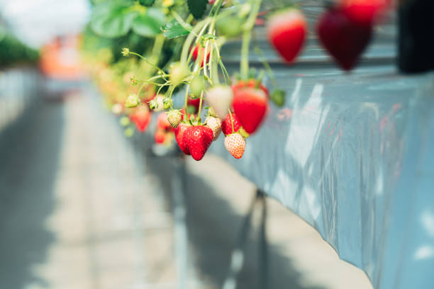 Picking strawberries in a greenhouse in Chiba