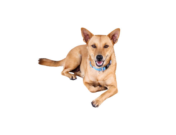 istock Single brown dog sit and looking at camera isolated on white  background , clipping path 2198802340