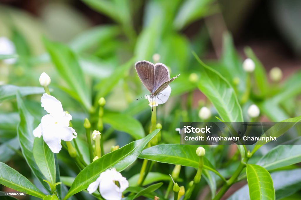 Single butterfly drinking nectar on white sampaguita jasmine flower blooming garden summer scenic background Animal Stock Photo Single butterfly drinking nectar on white sampaguita jasmine flower blooming garden summer scenic background Animal Stock Photo