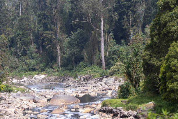 A polluted river with floating debris, foam and rocks reflects nearby vegetation and a concrete wall, highlighting urban environmental problems, Bogotá River