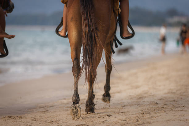 Distant silhouette of a woman riding on a beach or a desert on horseback. Unguja, Tanzania