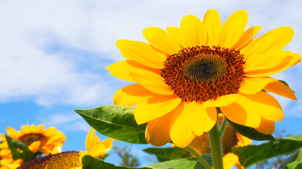 istock Bright Sunflower Focused Against a Clear Blue Sky - Vibrant and Cheerful Composition, Perfect for Nature-Themed Designs, Eco-Friendly Campaigns, or Inspirational Branding. 2198806422
