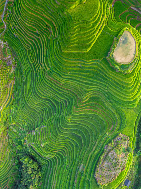 istock Close up on Longji Rice Terraces in China going down the mountain 2198809409