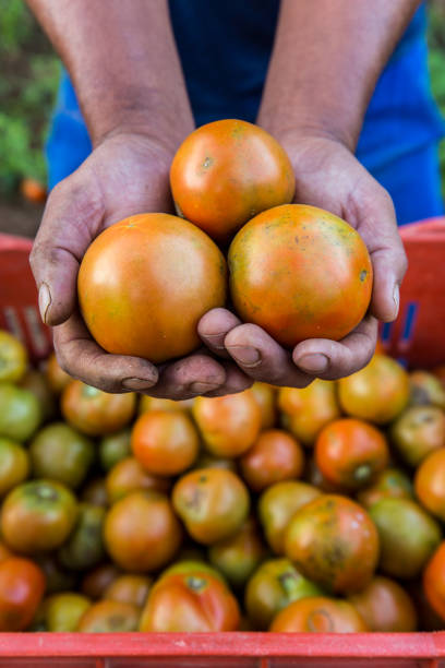 Tomato cultivation in a small organic farm at Nova Santa Rita municipality
