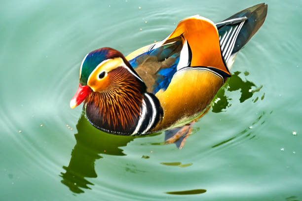 Bright Mandarin duck in the pond
