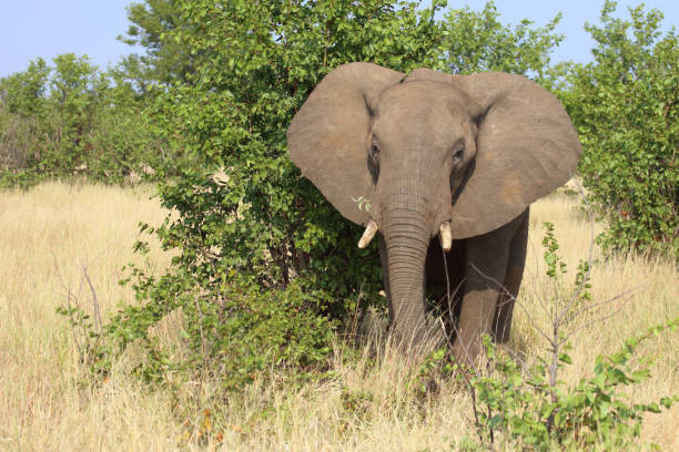 istock Afrikanischer Elefant / African elephant / Loxodonta africana 2198812175