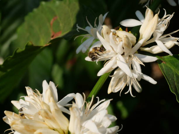 istock Red dwarf Honey bee on Robusta coffee blossom 2198812712