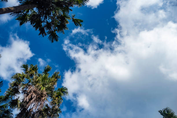 blue sky shining through the palm tree fronds