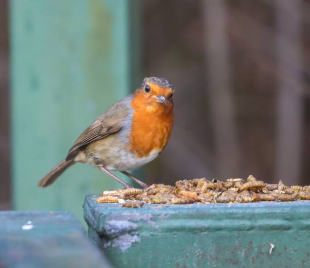 istock European Robin with Mealworms 2198819028