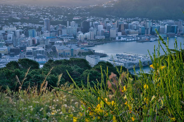 istock Wellington CBD from Mount Victoria Lookout 2198820693