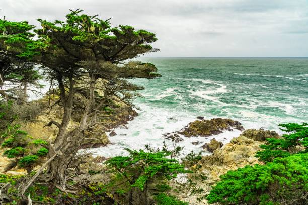 istock Scenic coastal view with cypress trees and ocean. 2198821419
