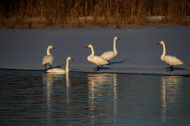 istock Swans on the lake in winter 2198821441