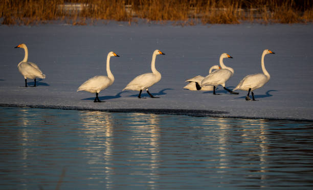 istock Swans on the lake in winter 2198821489