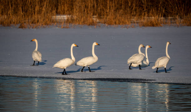 istock Swans on the lake in winter 2198821490