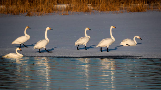 istock Swans on the lake in winter 2198821493