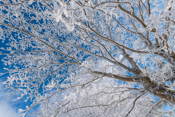 istock Looking up, you can see the beautiful blue sky and frost 2198822000