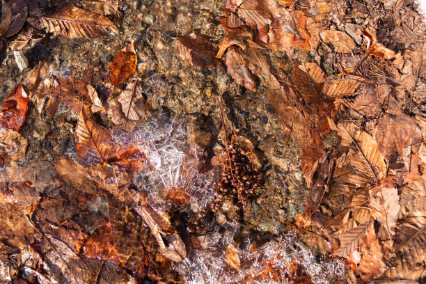Beautiful frozen leaves