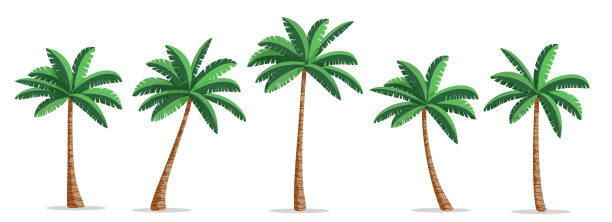 Palm tress drawing clipart set. Coconut and palm trees clip art icon with green tropical leaves collection vector illustration.