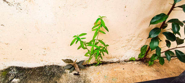 istock Small live plants or grass grow against 2198825823